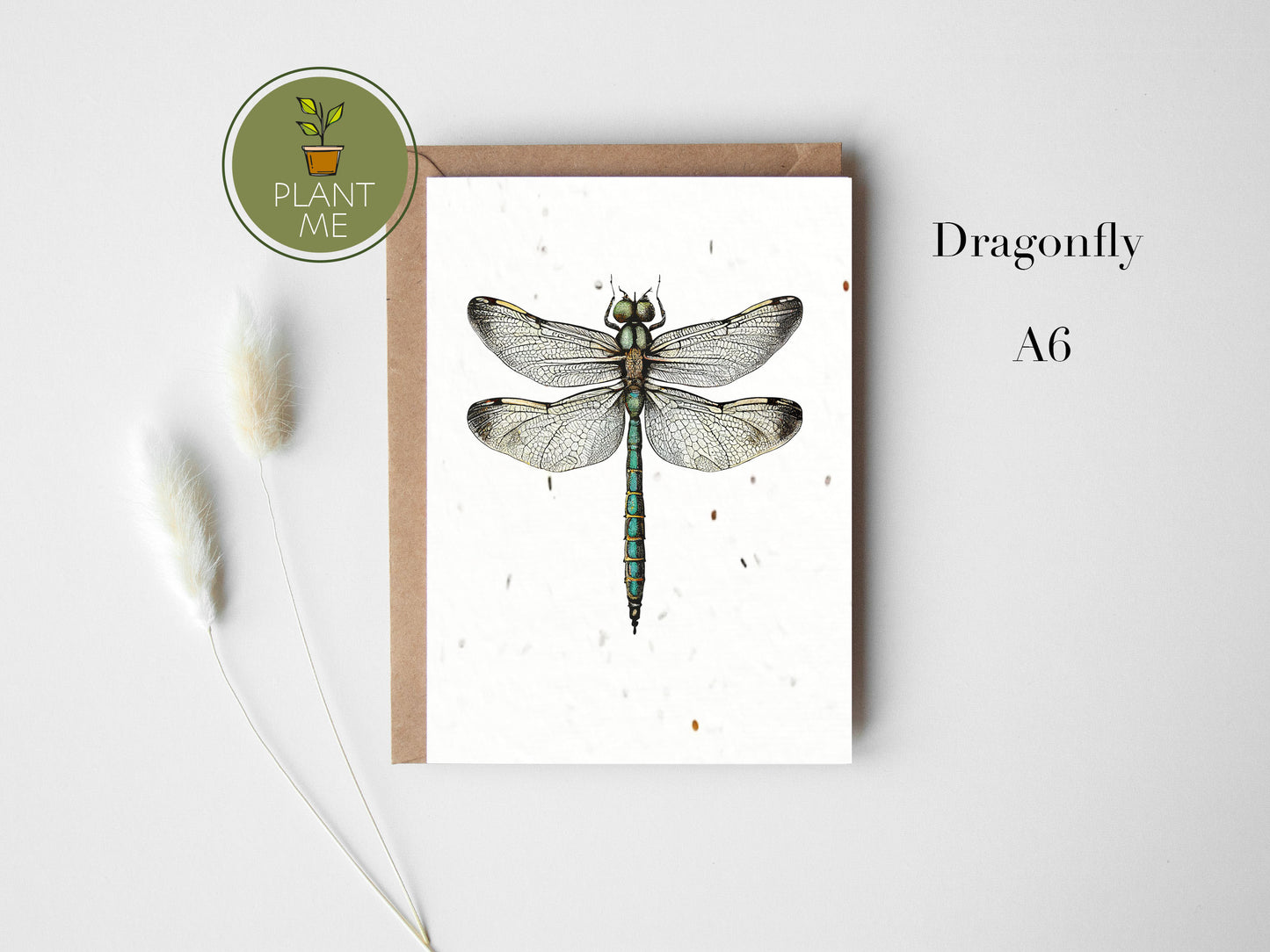 The Insect Collection Card Set