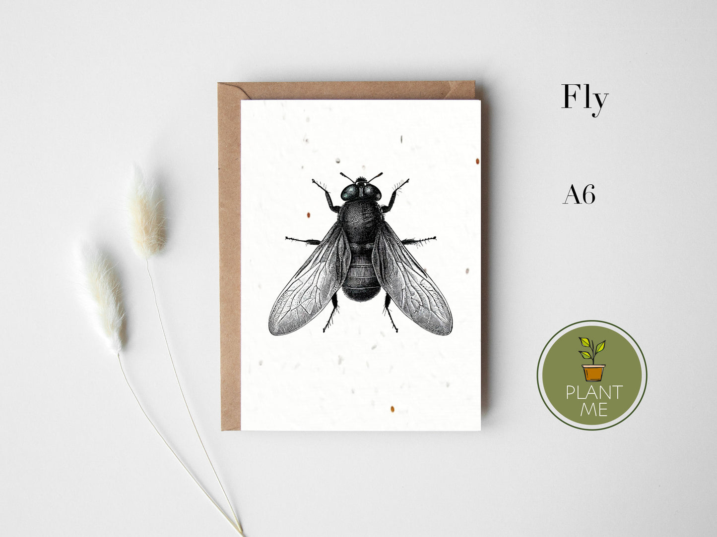 The Insect Collection Card Set