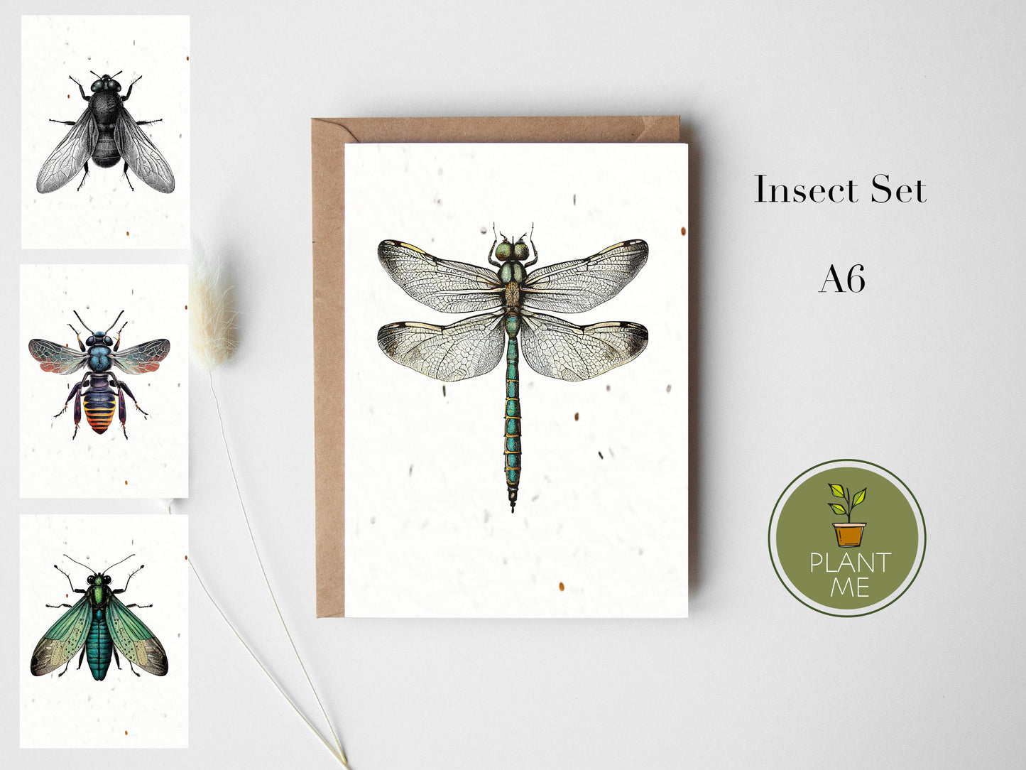The Insect Collection Card Set